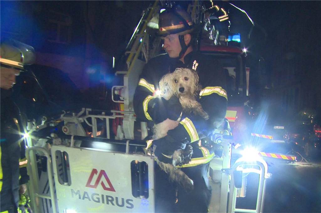 Gerettete Hunde aus der Nordstadt waren „verdreckt und entkräftet“ Die Feuerwehr brachte die Hunde in einen speziellen Transporter und übergaben sie dem Tierheim.