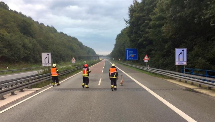 Feuerwehr jagt Schwan über die Autobahn 46 Die Feuerwehr konnte den verirrten Schwan auf der A46 schnell einfangen.