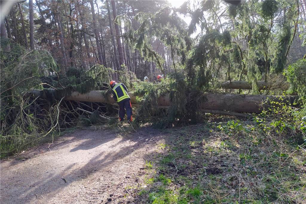Unwetter: Stürmisches Wochenende beschäftigte die Feuerwehr in Südlohn Die Feuerwehr räumte auch diesen Wirtschaftsweg, der von einer umgestürzten Tanne blockiert wurde.