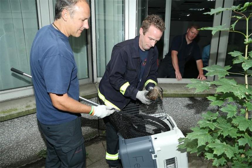 Feuerwehr rettet Entenfamilie aus Telekom-Innenhof Die Feuerwehr rettete die Entenfamilie aus dem Innenhof.