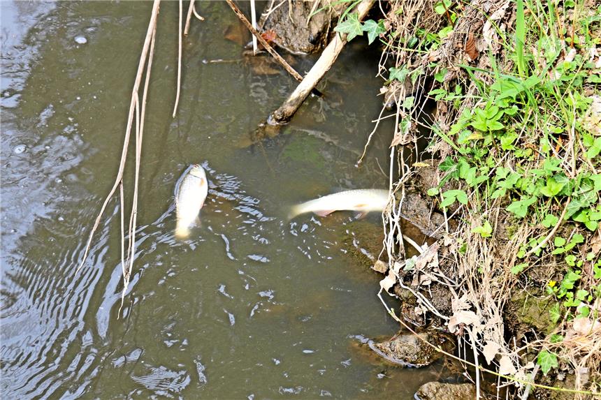„Wir reden hier nicht nur von 200 Fischen!“ Die Fische treiben an der Oberfläche.