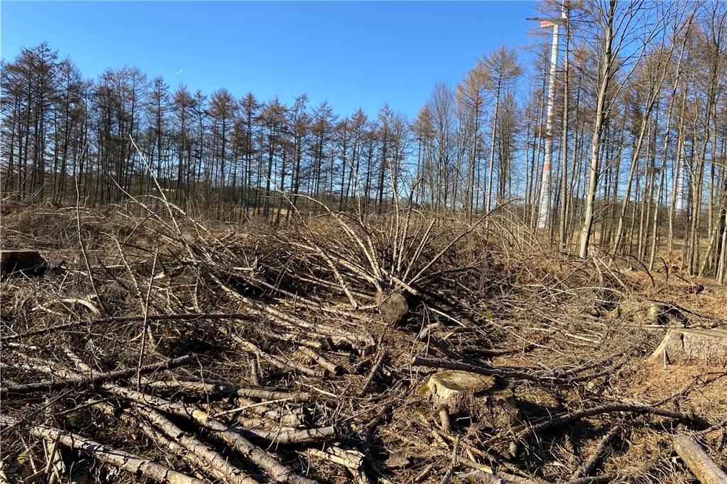 Sturmschäden in Haltern: Wald wird Jahrzehnte zum Heilen brauchen (mit Video) Dieses Waldstück in Haltern war vom Borkenkäfer befallen worden.