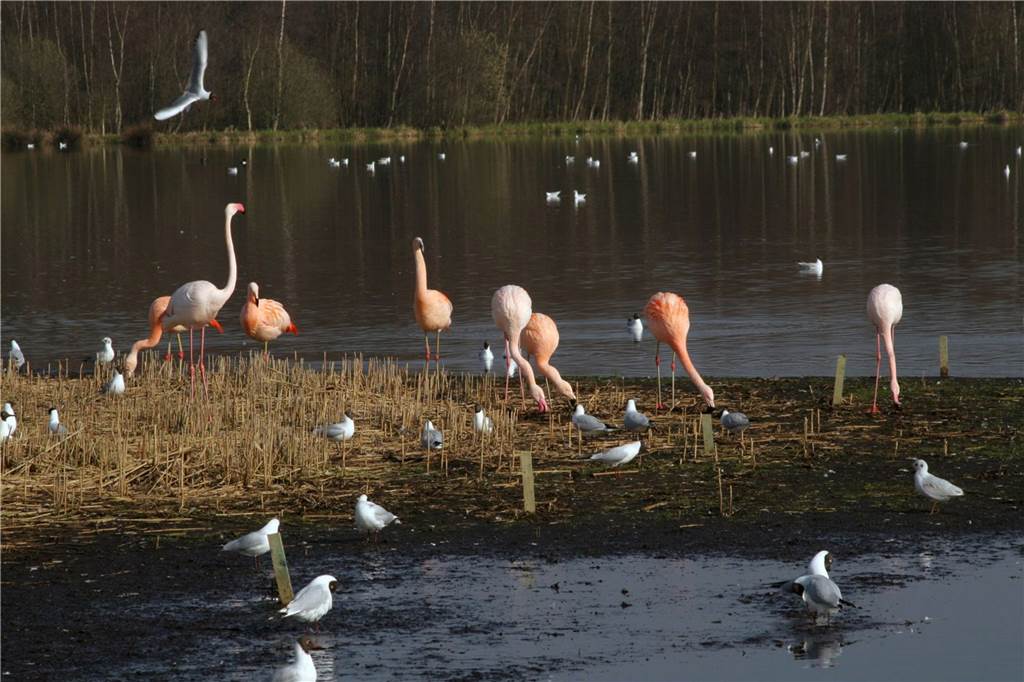 Per Wegweiser oder digital mit der App: Drei Radtouren von Stadtlohn aus Die Flamingos im Zwillbrocker Venn sind die nördlichste Kolonie in Europa.
