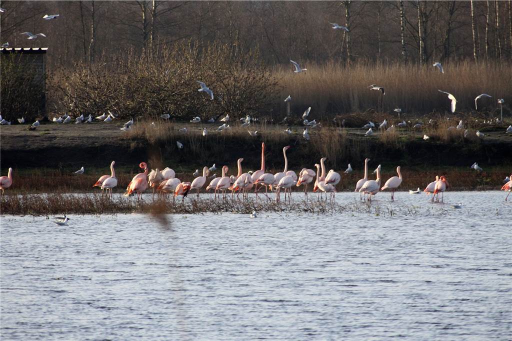 Die Flamingos sind eines der Aushängeschilder Zwillbrocks.