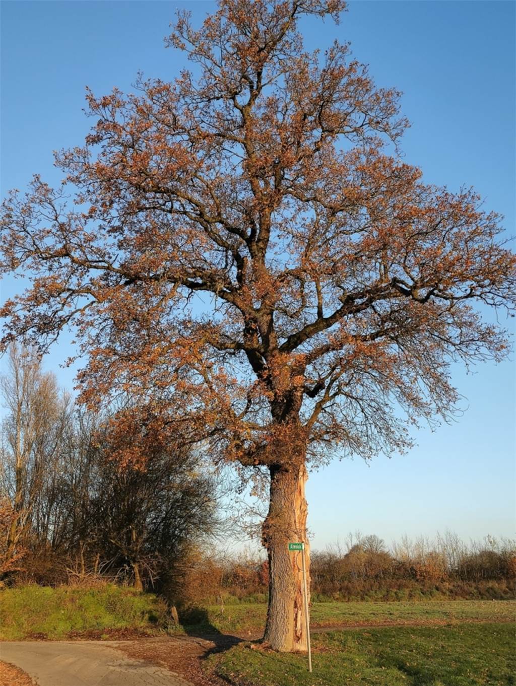 Die Friedenseiche in Almsick