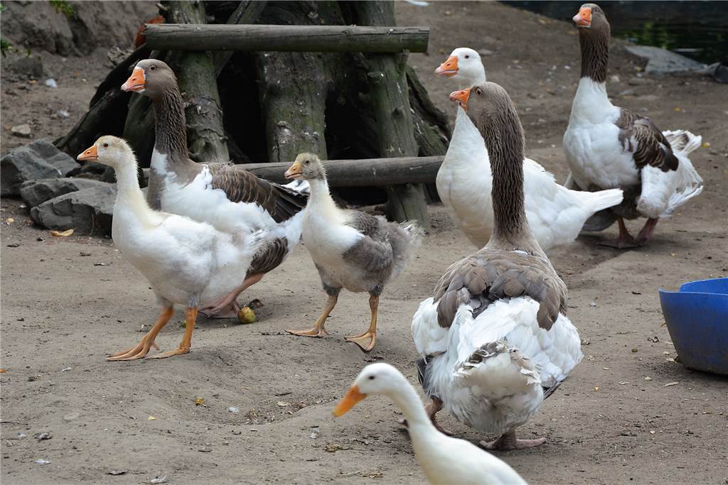 So süß ist der Knast - Wenn verurteilte Straftäter sich rührend um Ziegen und Co. kümmern Die Gänse haben kürzlich Nachwuchs bekommen.