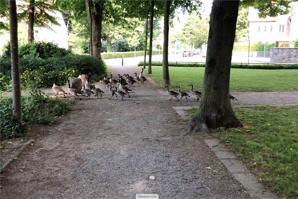 Gänse-Vermehrung in Castroper Parks: „Da helfen nur zwei Dinge“ Die Gänse haben sich prächtig vermehrt in den letzten Jahren. Sie ziehen oft in großen Gruppen und Verbänden durch den Stadtgarten. Auch auf dem Marktplatz wurden sie schon gesichtet.