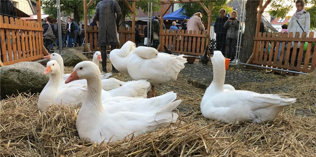 Der Halterner Gänsemarkt ist zurück: Diese Anbieter sind 2022 dabei Die Gänse kommen zurück zum Gänsemarkt.