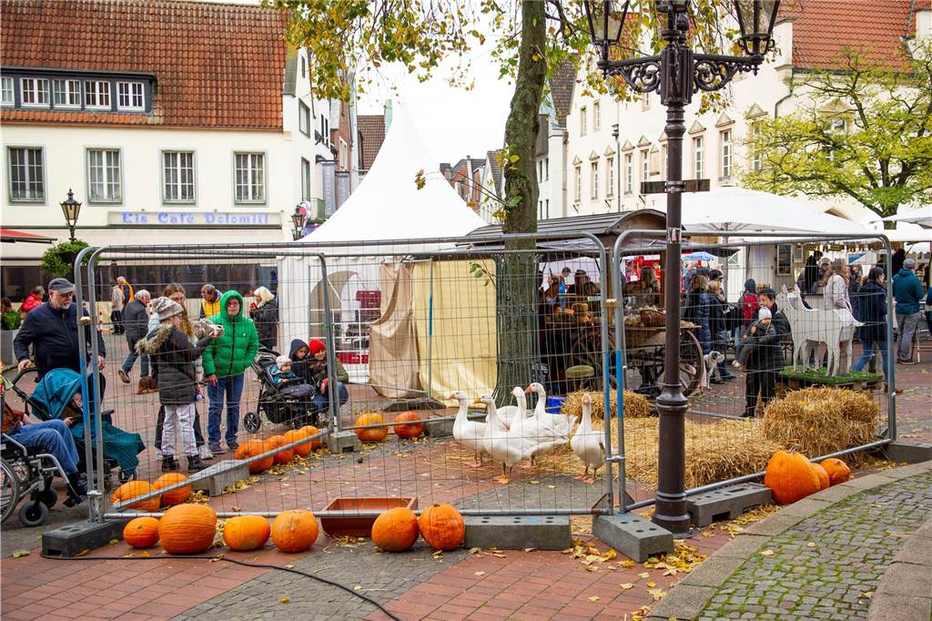 Die Gänse schnatterten in diesem Jahr auf dem Marktplatz und nicht dem Gänsemarkt.