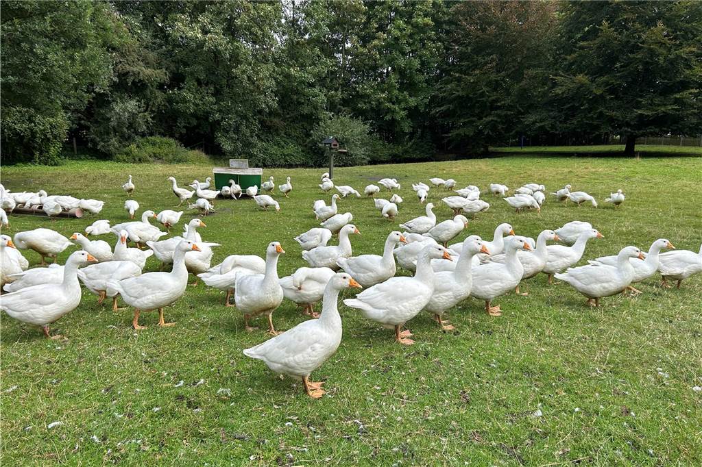 Landwirt Ulrich Dingebauer schwört auf das Neuland-Programm Gänse auf der Weide von Hof Dingebauer.
