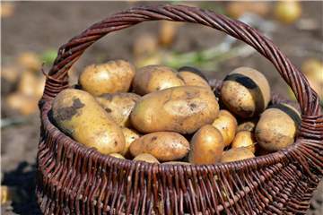Die ganze Landwirtschaft hat unter dem trockenen und heißen Sommer gelitten. Auch Kartoffelbauern befürchten eine sehr schlechte Ernte - das bekommen die Verbraucher zu spüren. Foto: Martin Schutt