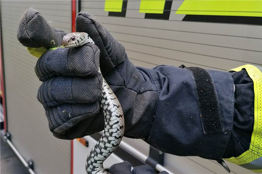 Schlangenfund in der Dortmunder Innenstadt: Feuerwehr fängt Ringelnatter Die gefangene Ringelnatter