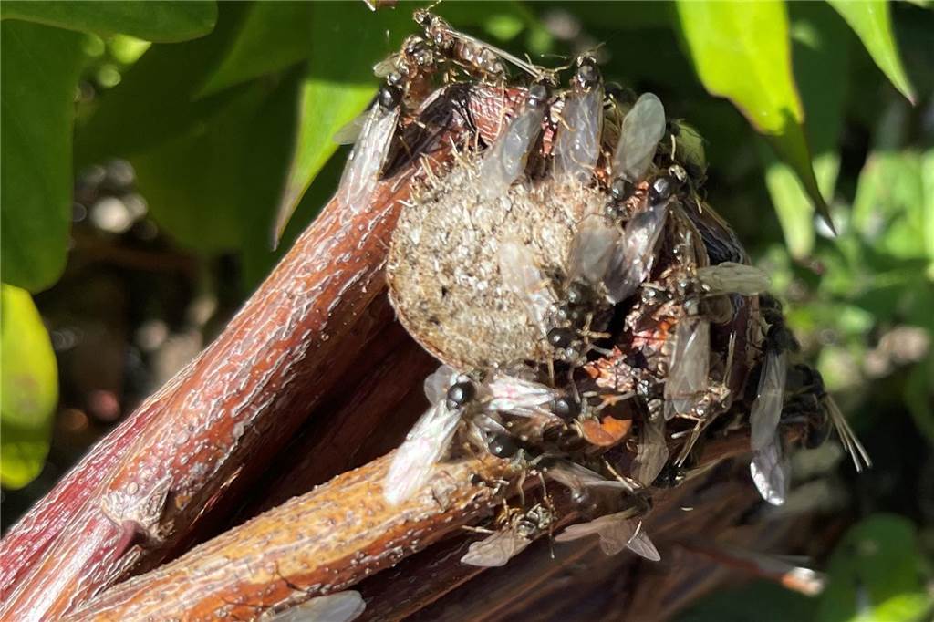 Die geflügelten Ameisen formieren sich in einem Garten in Werne-Langern zum Hochzeitsflug.