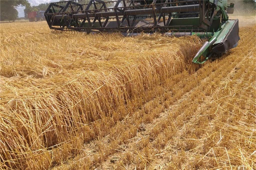 Getreide liegt auf den Feldern am Boden: Das sind die Folgen für die Ernte Die Gerstenernte hat eine gute Qualität, sagt der Selmer Landwirt Hugo Brentrup.