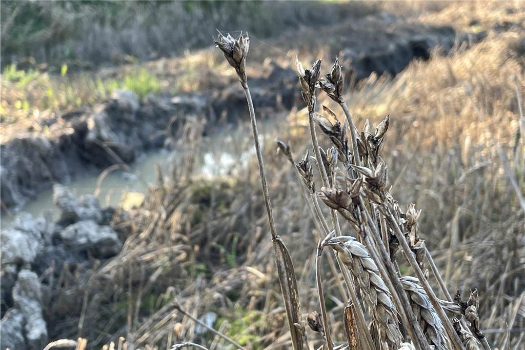 Regen-Sommer: Bauern ernten grauen Weizen, den keine Mühle mehr nimmt Auf diesem Acker in Bodelschwingh sieht es schlecht aus. Wasser steht auf dem Feld und macht es stellenweise unbefahrbar für Mähdrescher. Die Körner sind aber offensichtlich eh schon verloren.