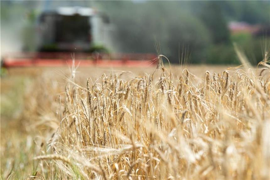 Landwirte sorgen sich um die Getreideente - viel zu trocken Die Getreideernte ist im vollen Gange. Foto: Swen Pförtner