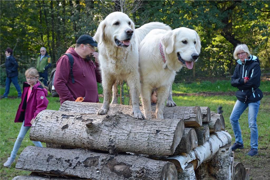 Die Golden Retriever Shelly und Mayla. Ihre Besitzerin war aus Herne nach Brambauer gekommen, um den Hundewald Doghausen zu testen. Möglich wurde der Hundewald nur durch ehrenamtliches Engagement.