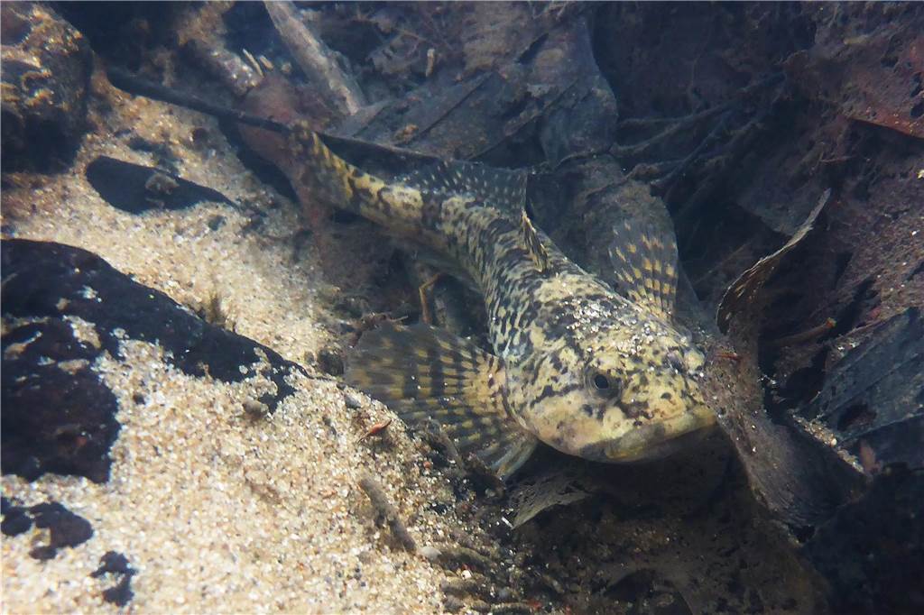 100 Jahre biologisch tot: Europas dreckigster Fluss ist wieder belebt Groppe in der Emscher