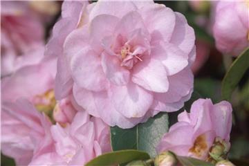 Die großen Blüten sind in den ersten Monaten des Jahres eine Attraktion: Die Kamelie (hier die Camellia japonica 'Spring Festival') ist daher im Garten sehr beliebt. Foto: Marion Nickig