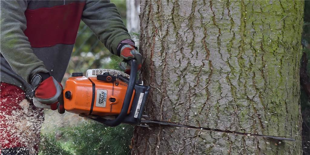 Grüne machen bei Baumschutz in Dorsten Tempo - CDU sagt: Show-Antrag Säge an einem Baum