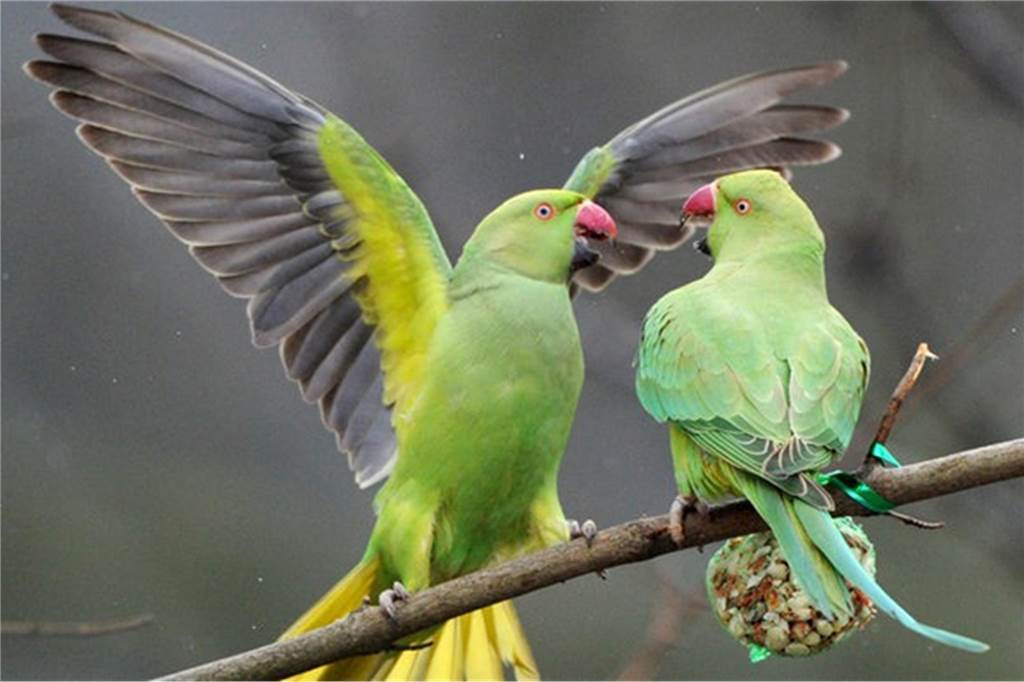 Bunte Vögel an Kinderheilstätte gestohlen: „Eine ganz miese Nummer“ Die Halsbandsittiche (Symbolbild) waren bei den Besuchern besonders beliebt.