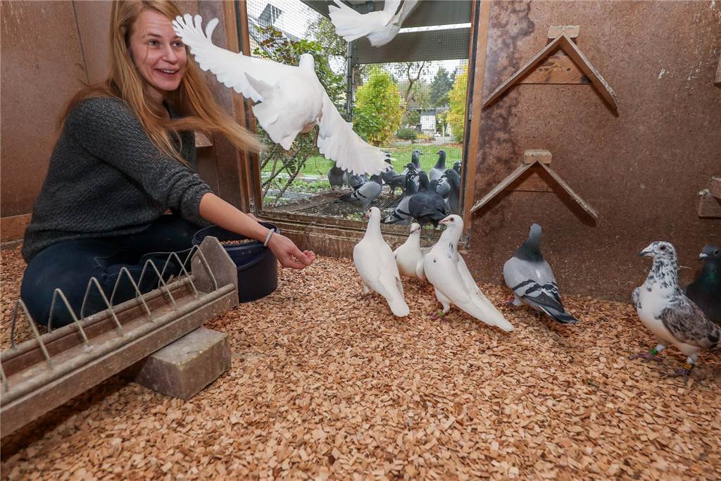 Brieftauben sind nun immaterielles Kulturerbe in NRW Die Haltung von Tauben ist ziemlich zeitaufwendig. Aber die Zeit investiert Witta Winkelhahn gerne: Sie hat die Tiere in ihr Herz geschlossen.