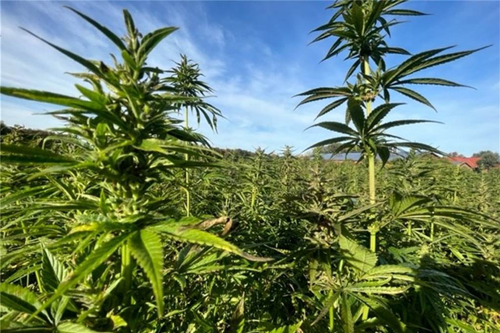 Cannabisfeld in Lippramsdorf: Die Hoffnung auf einen schönen Rausch Die Hanfpflanzen in Lippramsdorf wecken eine Begierde, doch der Rausch bleibt aus.