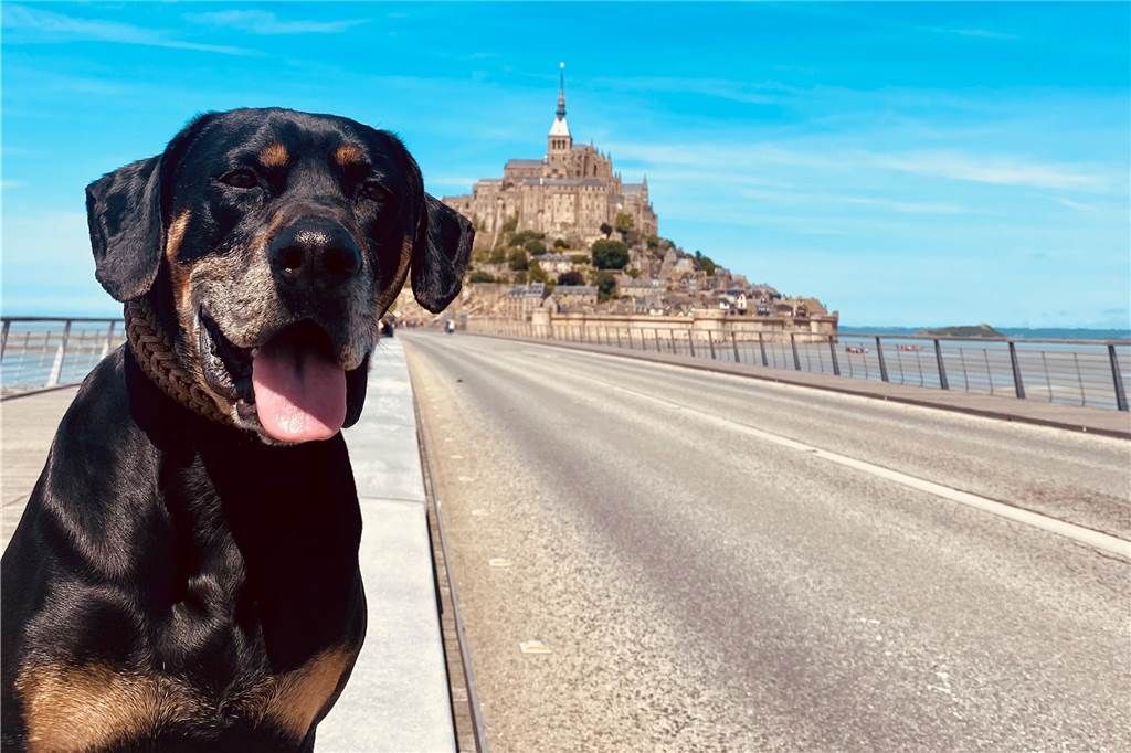Quer durch Europa: Sina, Matthias und Hund Grom teilen ihr Hobby auf Instagram Eine Nahaufnahme von Hund Grom.