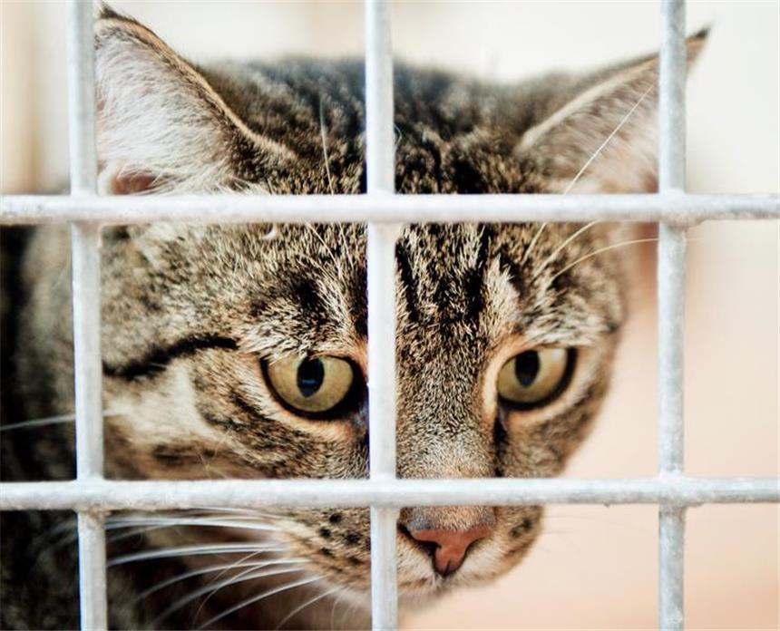 Kein Platz mehr in den hiesigen Tierheimen Die heimischen Tierheime leiden unter Überfüllung. Viele Halter kaufen Tiere ohne über Konsequenzen nachzudenken.