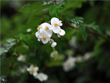 Die hellen Blüten der Begonie machen sich im Schatten gut, denn sie reflektieren Licht und erhellen die schattigen Bereiche. Foto: Emily Wabitsch