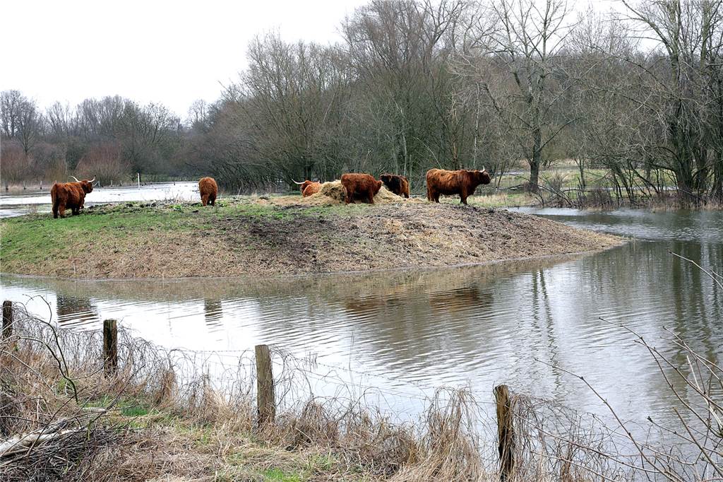 Ein Jahr nach der Flut: Ralf Heßling-Mecking erklärt, wie Haltern das Wasser bekämpft Die Hochlandrinder an der Lippe haben sich beim letzten großen Regen auf ihre Hochwasserinsel zurückgezogen.