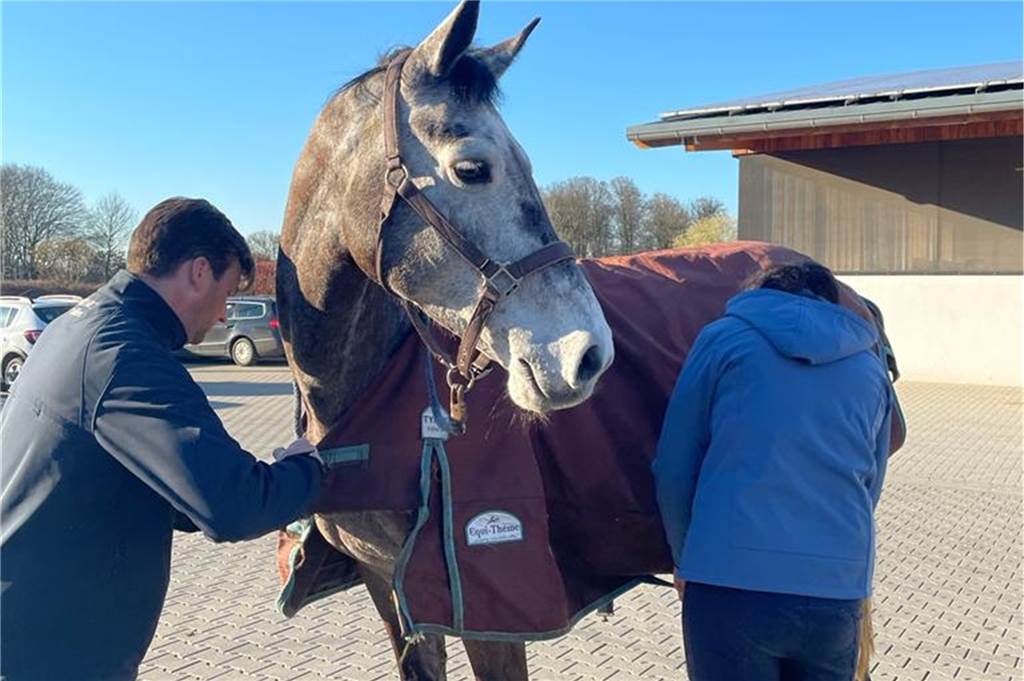 Strahlende Kinderaugen: „Inka“ ist das neue 15.000-Euro-Volti-Pferd Die Holstein-Stute lebt sich derzeit beim Reitverein ein. Ein Tierarzt gab grünes Licht mit Blick auf die Eignung für den anspruchsvollen Voltigiersport.