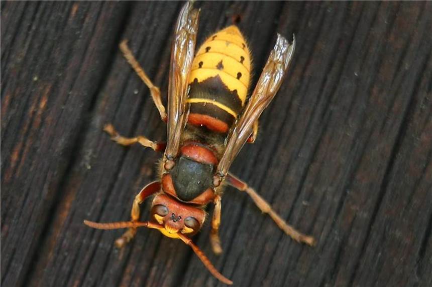 18 Menschen von Hornissenschwarm angegriffen und verletzt Die Hornissen haben die Besucher des „Wein-Wander-Tags“ ohne erkennbaren Grund attackiert. Foto: Karl-Josef Hildenbrand