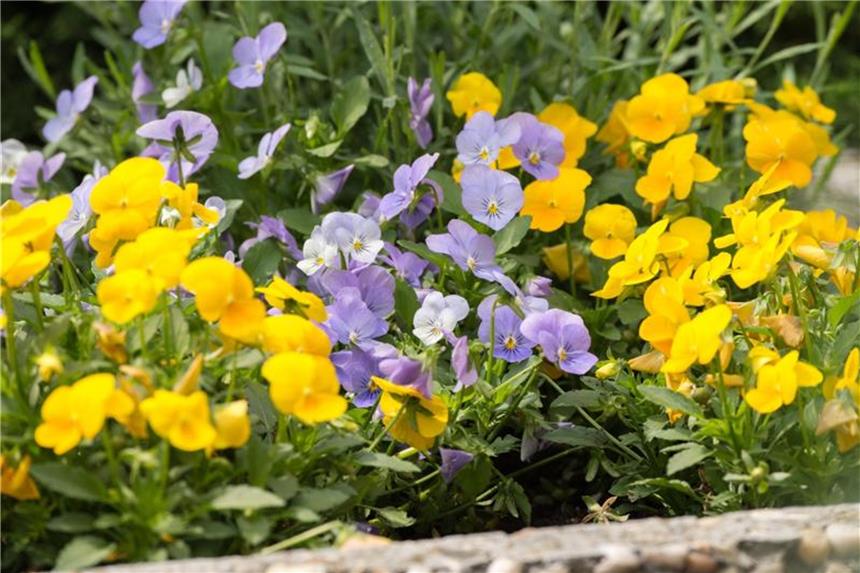 Veilchenblüte ist perfekter Partner für die Rose Die Hornveilchen (Viola cornuta) bilden immer wieder neue Blüten. Mit etwas Dünger Ende April hält die Blüte problemlos bis in den Sommer an. Foto: Andrea Warnecke