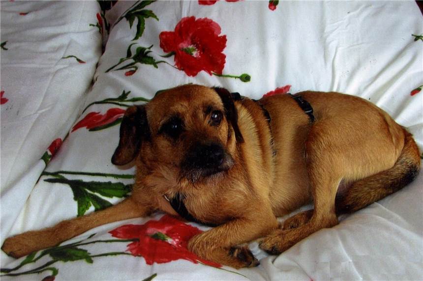 Terriermischling Ranka hat gleich zwei Familien Die Hündin Ranka lebt bei Familie Weddig in Brackel - und bei Familie Lüke in Körne.