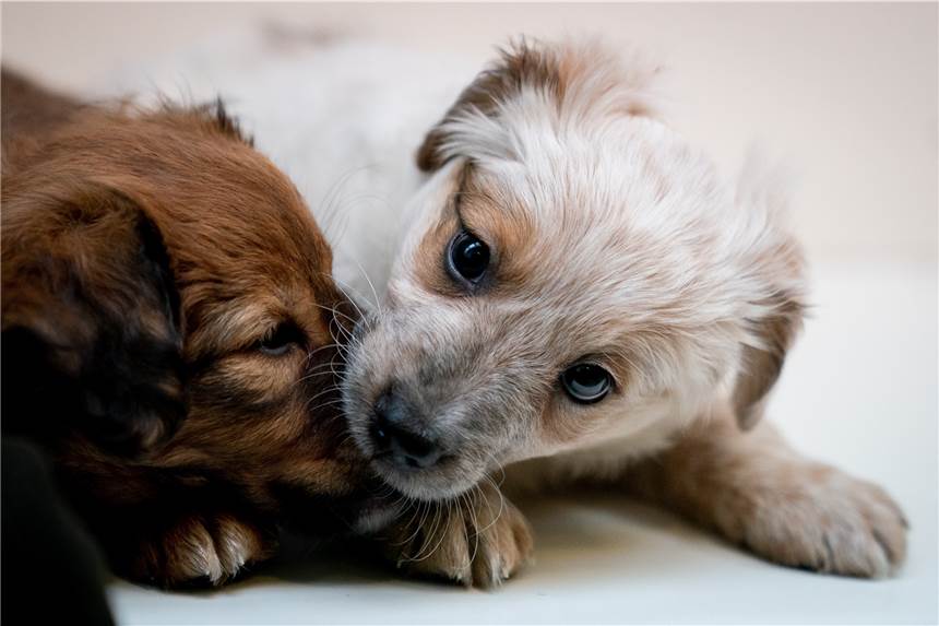 Nach Ärger durch Mahnungen: „Schafft die Hundesteuer doch einfach ab“ Die Hundesteuer wird überall in Deutschland unterschiedlich bemessen.