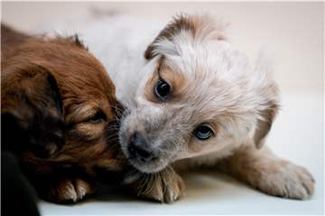 Die Hundesteuer wird überall in Deutschland unterschiedlich bemessen. 