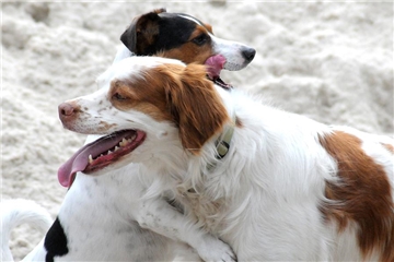Die Hundewiese Ickern hat am Samstag ihren 7. Jahrestag mit kleinem Fest zum Kennenlernen für alle Nutzer gefeiert. Besonders die Hunde hatten viel Spaß beim Toben.
