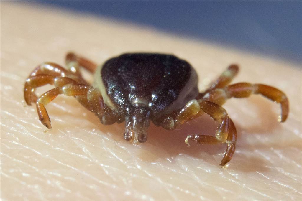 Fünf Tipps gegen Zecken - und wann eine FSME-Impfung sinnvoll ist Eine tote Zecke Hyalomma marginatum sitzt auf eine Hand.