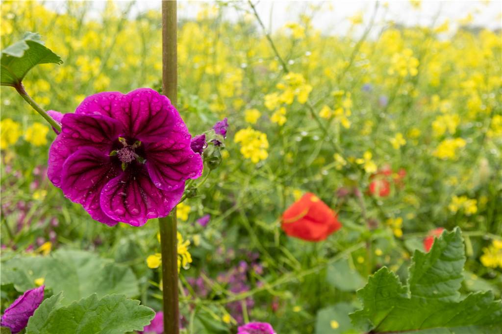 Vredener Landwirte haben 1,5 Hektar an Blühpaten verpachtet Die Insekten haben was von den Flächen mit viel Blühendem - und das menschliche Auge auch.