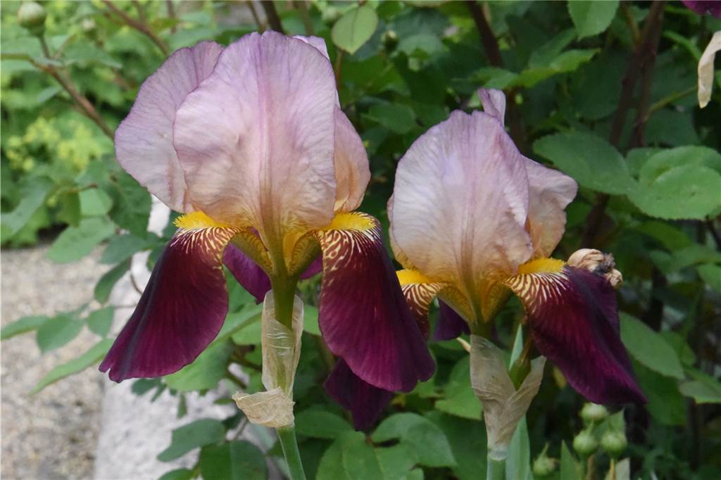 Mit Video: Das Geheimnis des „verborgenen Gartens“ gelüftet Die Iris in Blüte im Garten der Familie Rensing in Südlohn