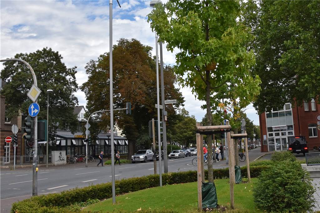 Bäume: Das Stadtbild wird sich in den kommenden Jahren verändern Die Jungbäume bringen mehr Grün ins Stadtbild und säubern die Luft.