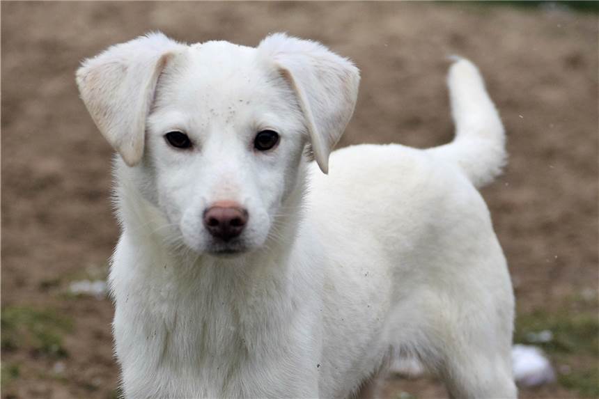 Avanti aus dem Ahauser Tierheim möchte noch ganz viel lernen Die junge Hündin Avanti spielt gerne mit ihren Artgenossen.
