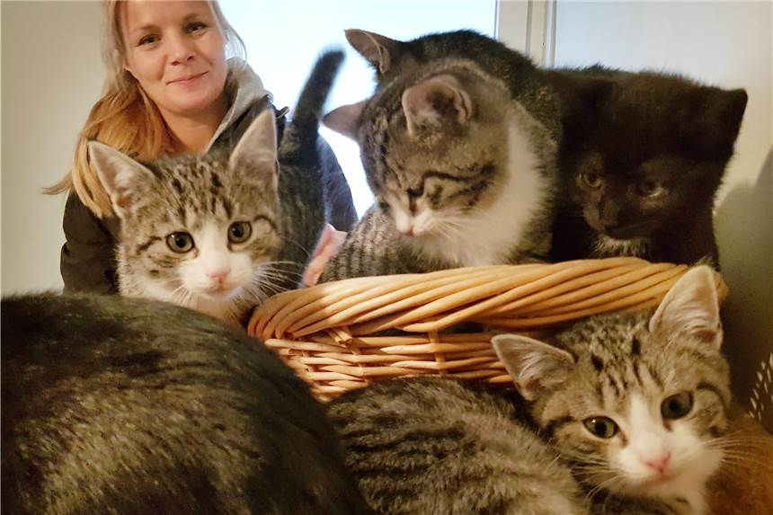 Ahauser Tierheim zu Vermittlungsstopp: Tiere unterm Weihnachtsbaum – das ist der falsche Weg Die Kätzchen Noreen, Alf, Chief, Milka und Tello kamen im September zur Welt und sind genau wie die Mama bereit für die Vermittlung. Wichtig: Einzeltiere werden nicht vermittelt. „Zwei Tiere sind das Minimum. Gerne auch mehr oder der ganze Wurf auf einmal“, sagt Tierheim-Leiterin Julia Rehermann.