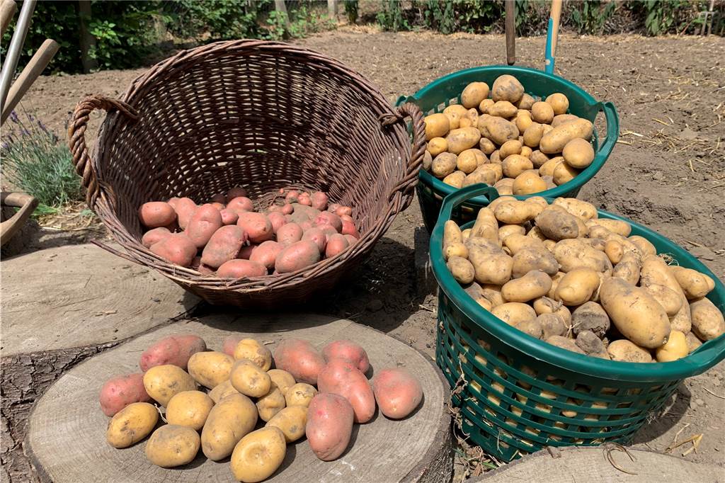 WDR berichtet: Wie viele Kartoffeln brachte die erste Ernte in Dortmunder Garten? Die Kartoffel-Ausbeute nach vier Monaten Arbeit.