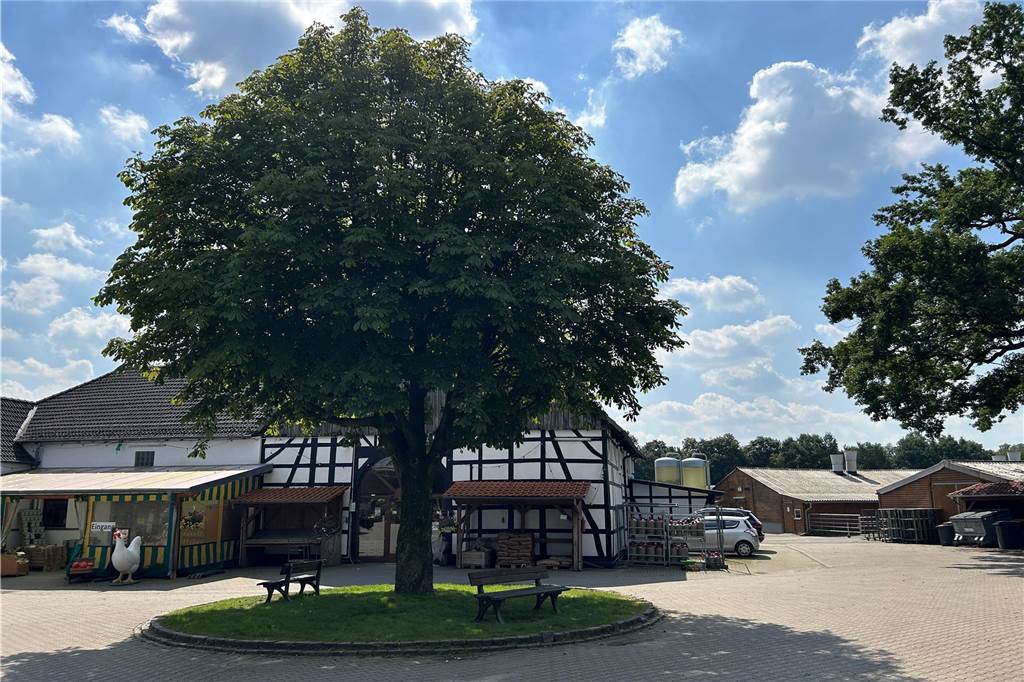 Was bedeutet Nachhaltigkeit für Hof Sanders und wie ist die Umsetzung? Der Hofbaum vor dem Hofladen auf Hof Sanders.