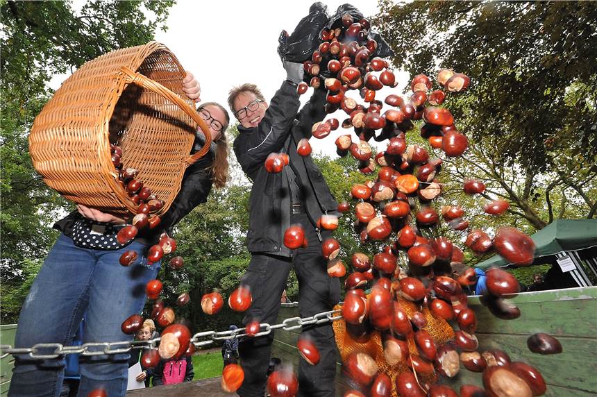 Coronavirus stoppt traditionelle Herbstaktion im Wildgehege Grutholz Die Kastanien-Sammelaktion am Wildgehege fällt in diesem Jahr aus.