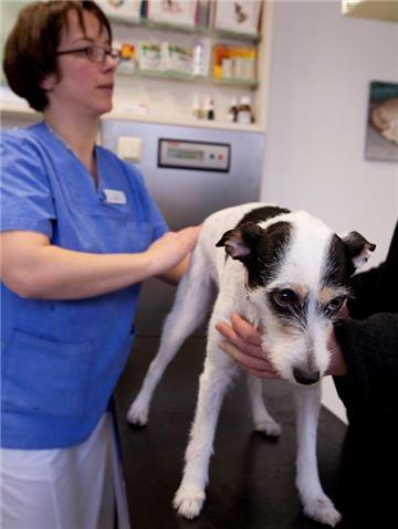 Die Kastration von Hunden verringert zwar das Krebsrisiko, kann aber andere gesundheitliche Beeinträchtigungen mit sich bringen. (Foto: Kai Remmers)
