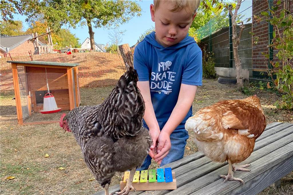 Im St.-Vitus-Kindergarten in Südlohn sind die Hühner los Die Kinder kümmern sich um die Hühner und freuen sich über die Eier.
