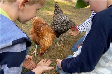 Die Kinder sind auch für das Füttern der Hühner zuständig.